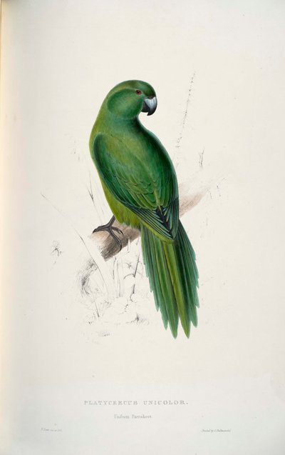 Cyanoramphus unicolor da Edward Lear